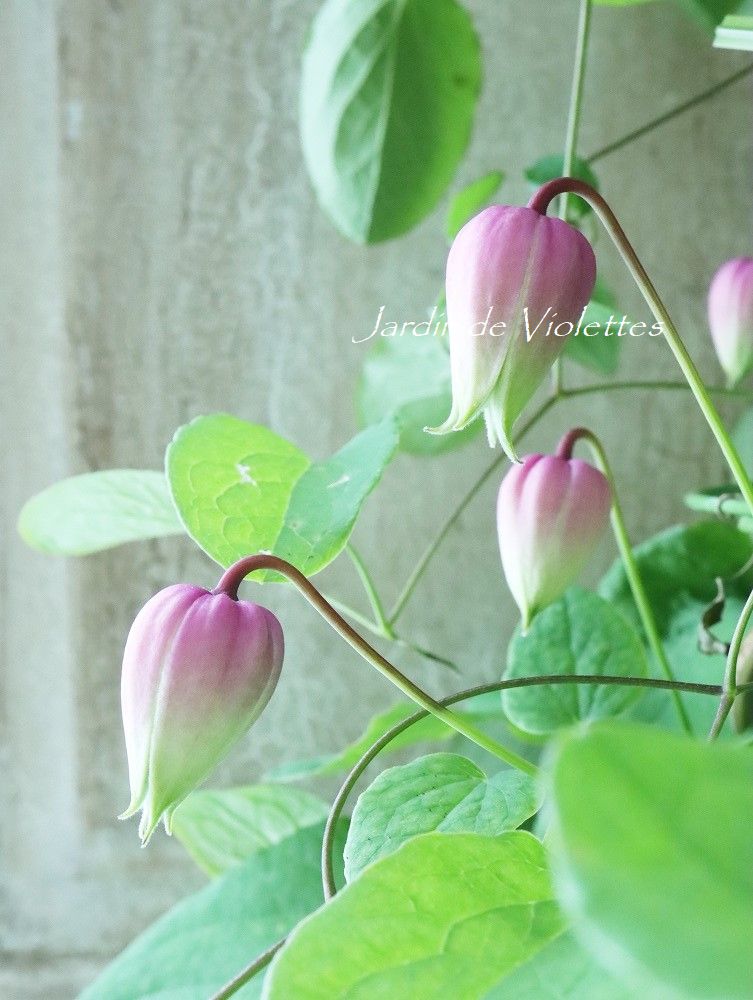 壺型クレマチス ”這沢” - Jardin de Violettes