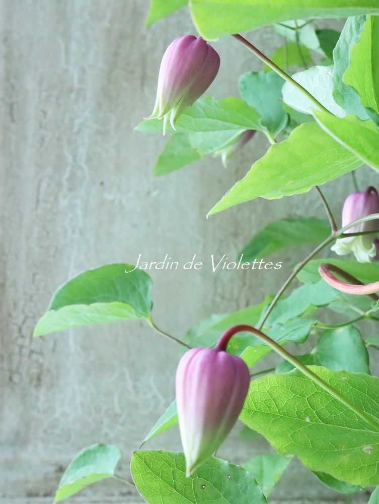 壺型クレマチス ”這沢” - Jardin de Violettes