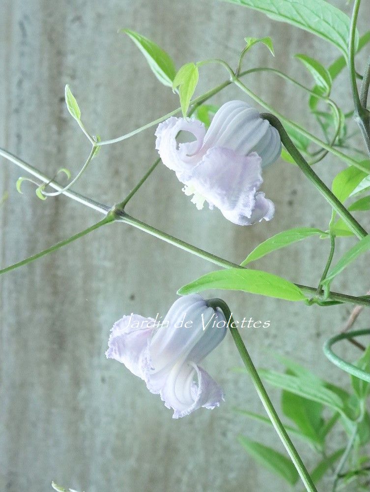 クレマチス 壺型 苗 - 植物/観葉植物