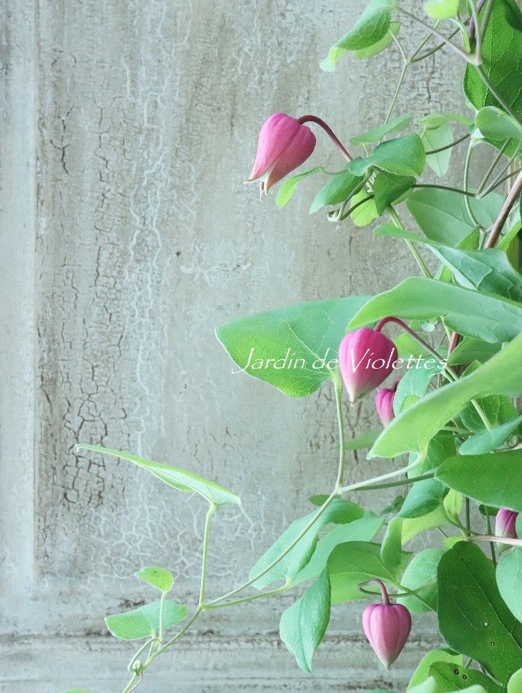 壺型クレマチス ”桃割” - Jardin de Violettes