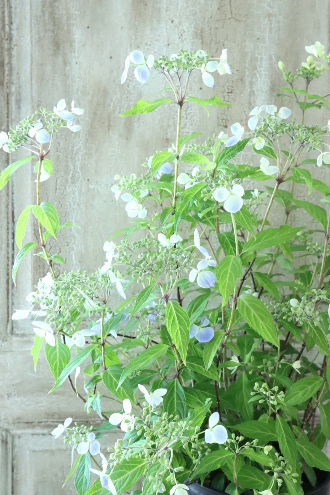 山紫陽花 