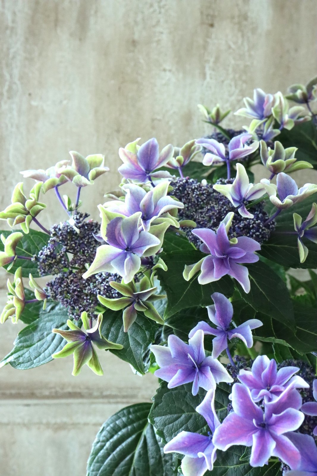 秋色紫陽花 