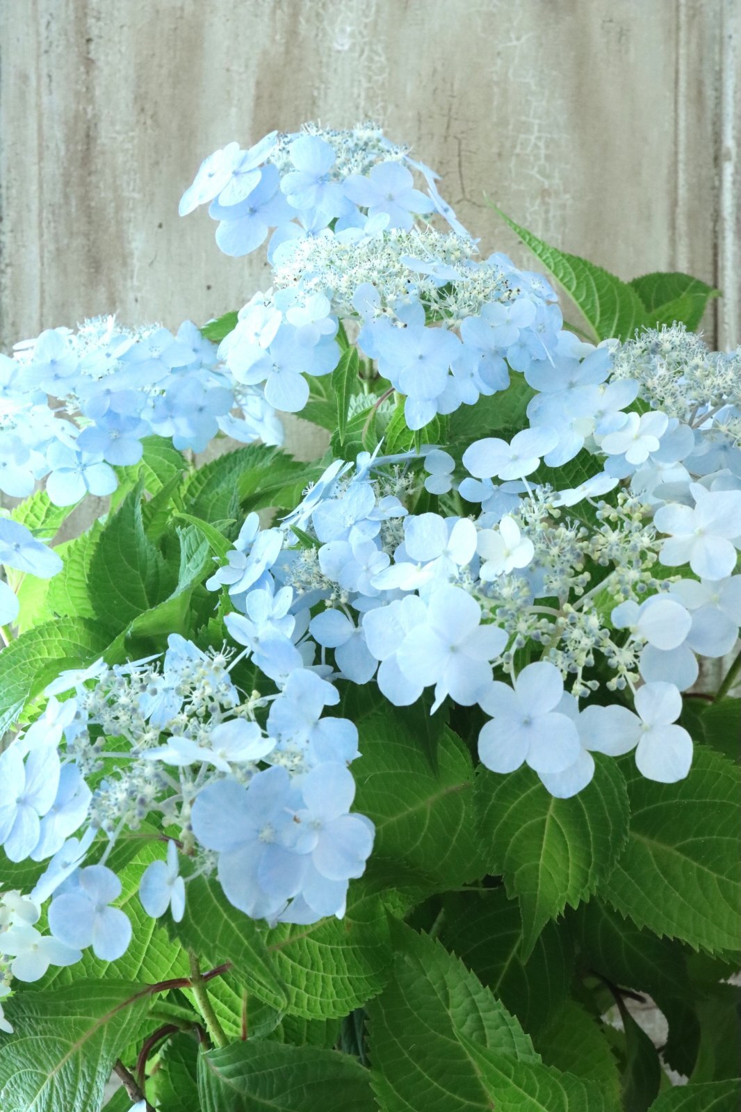 新作 山紫陽花  コレクション