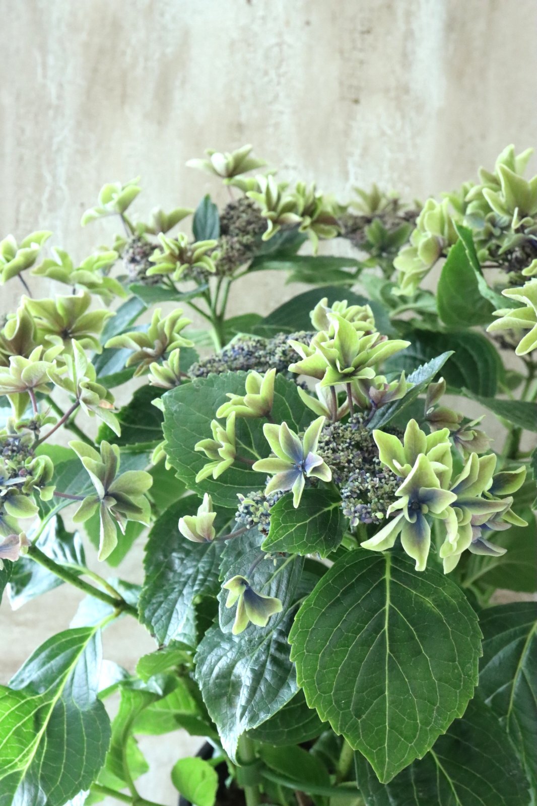 ⭐︎希少⭐︎福岡ブランド紫陽花⭐︎新品種⭐︎秋色 ロイヤル