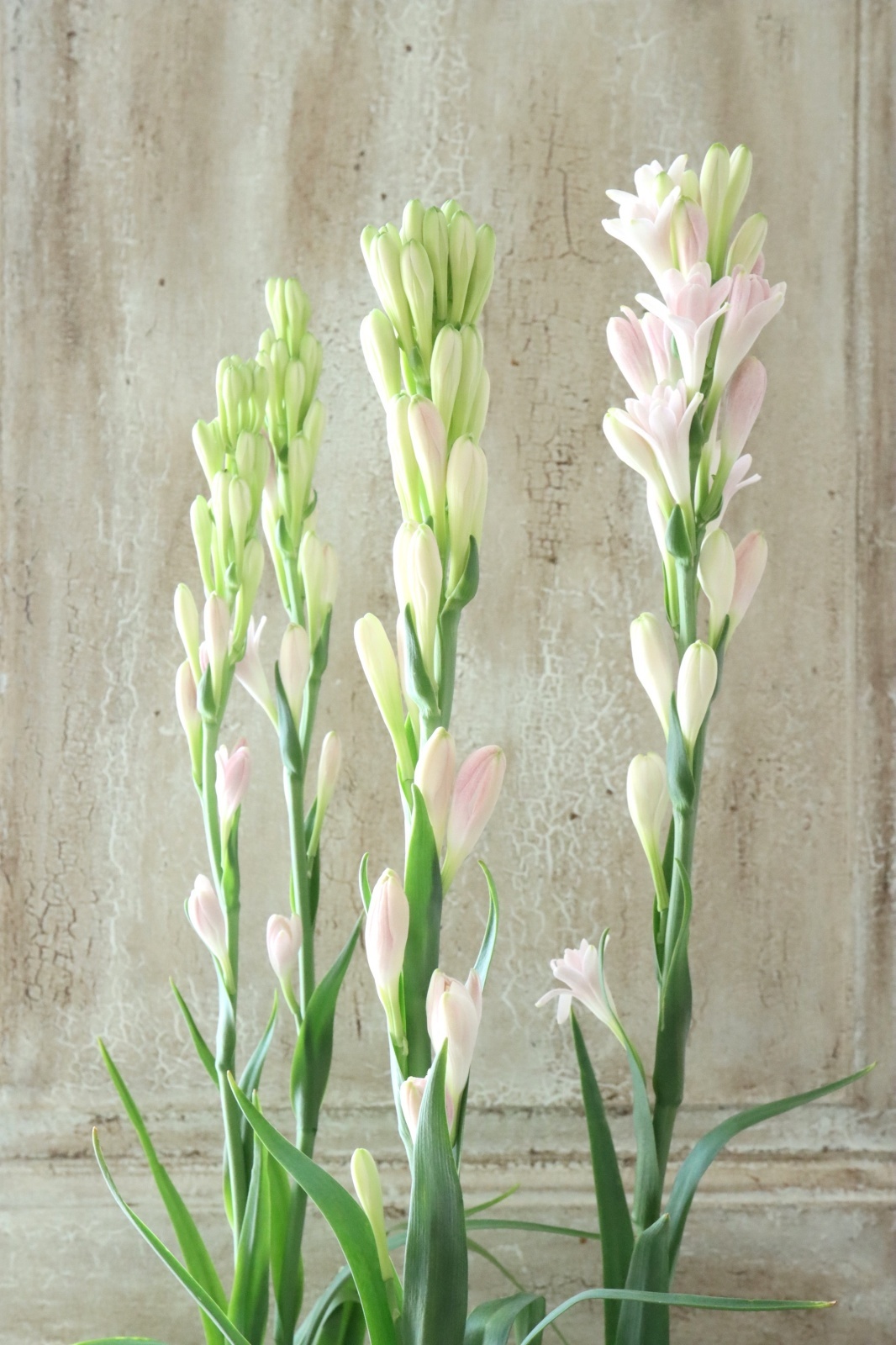 【希少品種】八重咲きチューベローズピンク他 希少品種】八重咲きチューベローズピンク他 八重咲きチューベローズ