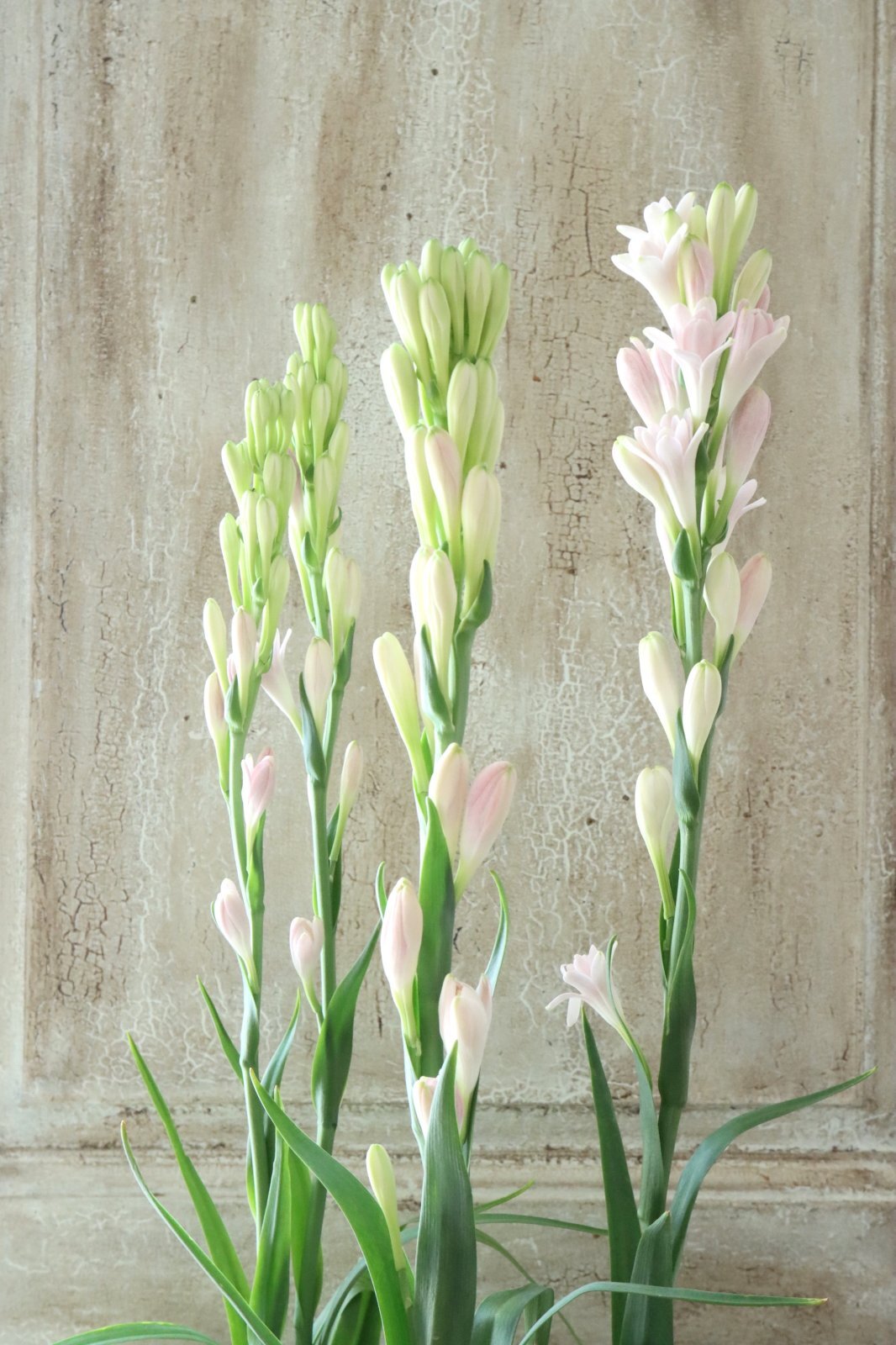 【希少品種】八重咲きチューベローズピンク他 八重咲きチューベローズ 