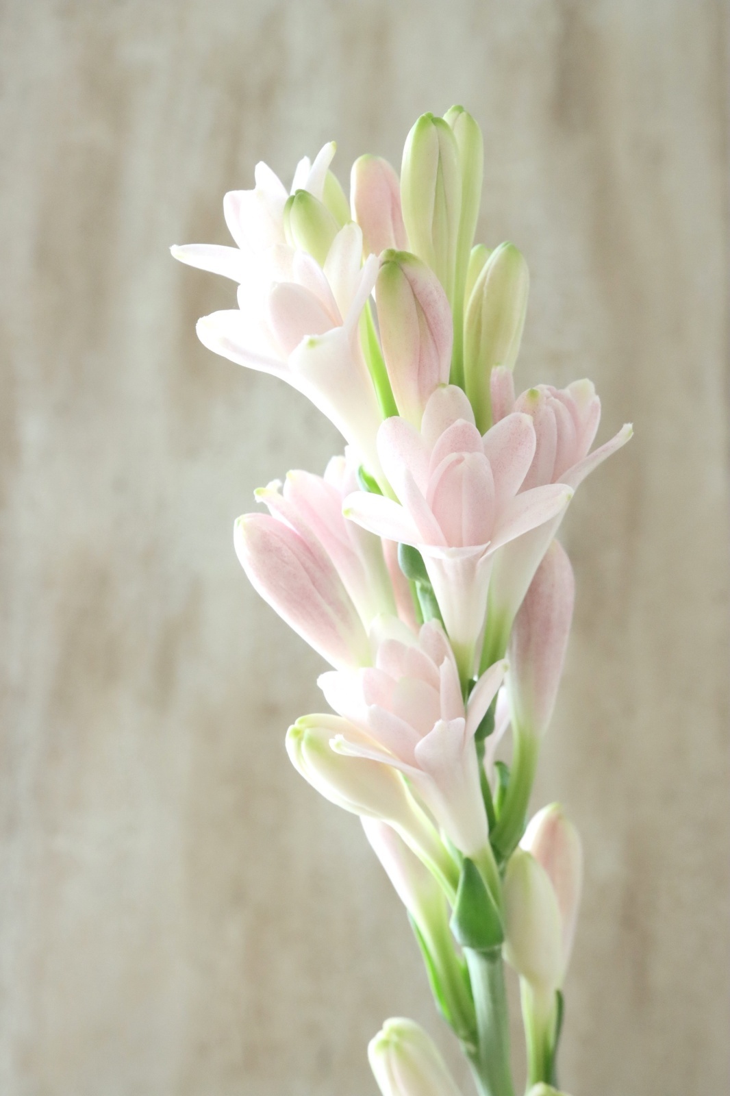 八重咲きチューベローズ 